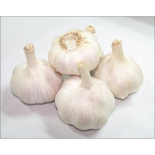 New crops Fresh Garlic From Shandong China